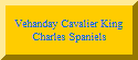 Vehanday Cavaliers